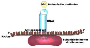 DNA, RNA e Código Genético