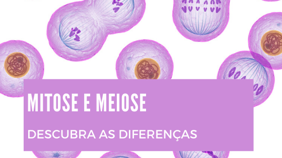 Diferenças entre mitose e meiose