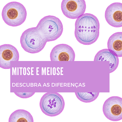 Mitose e Intérfase - Revisão de divisão celular - Biologia Enem
