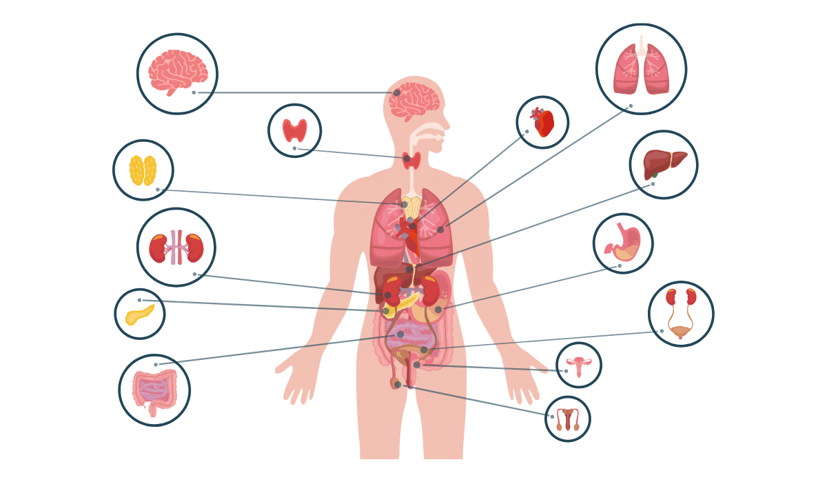 Corpo Humano Dificil, PDF, Fisiologia Animal